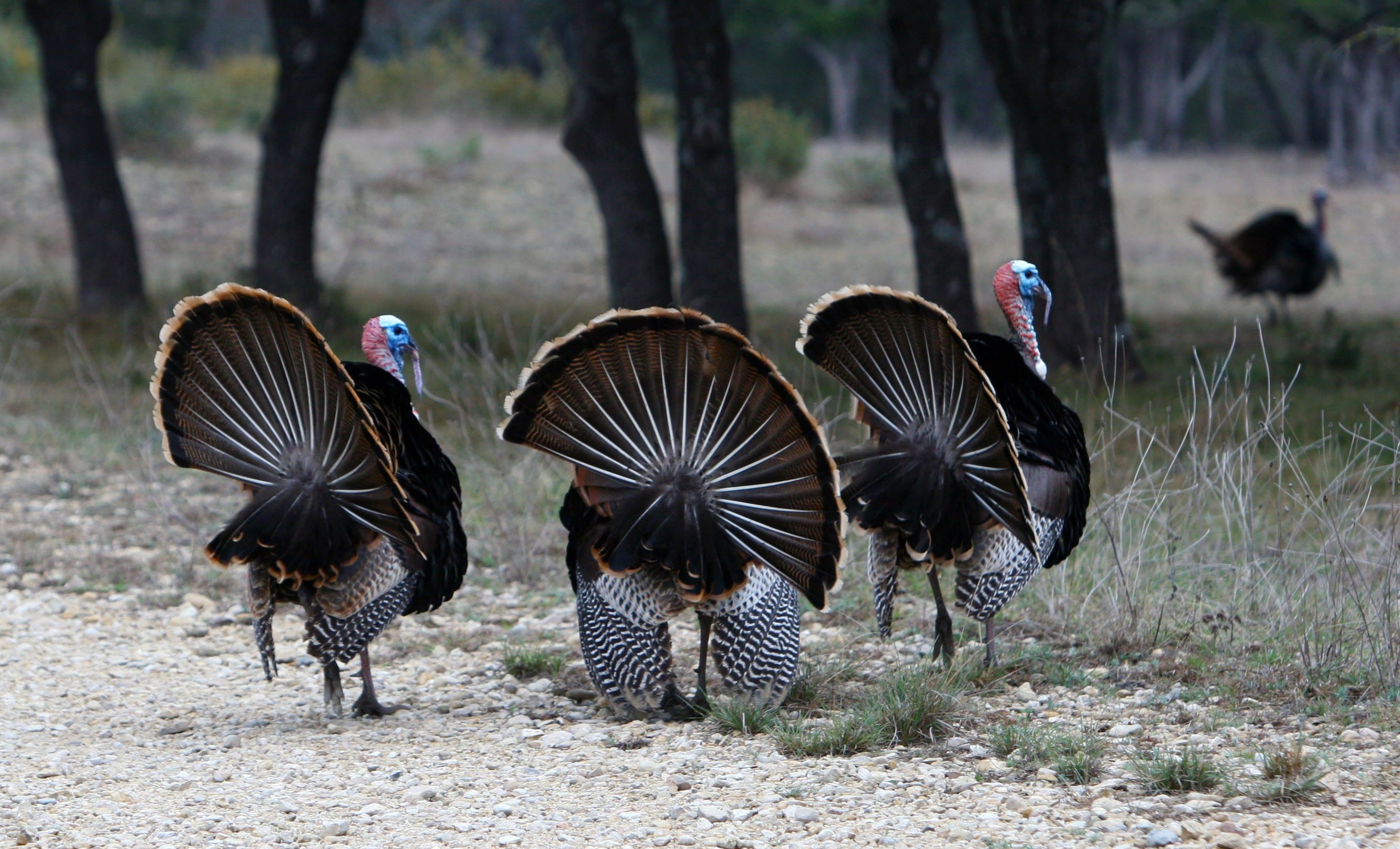 Texas Rio Grande Turkey Hunting at Shonto Ranch in Kerrville, Texas
