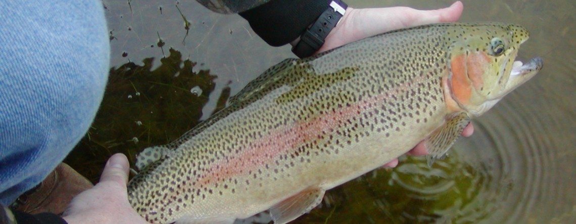 Rainbow Trout Fishing in the Texas Hill Country