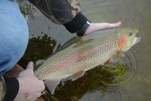 Rainbow Trout Fishing in the Texas Hill Country