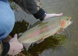 Rainbow Trout Fishing in Texas Hill Country