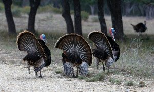 Texas Turkey Hunting in the Hill Country