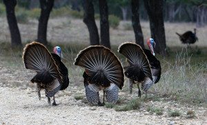 Texas Rio Grande Turkeys at Shonto Ranch