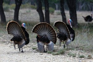 Texas Rio Grande Turkeys at Shonto Ranch