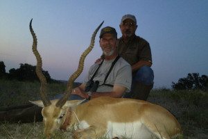 25 inch Trophy Blackbuck Antelope