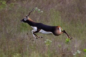 Blackbuck Antelope Running