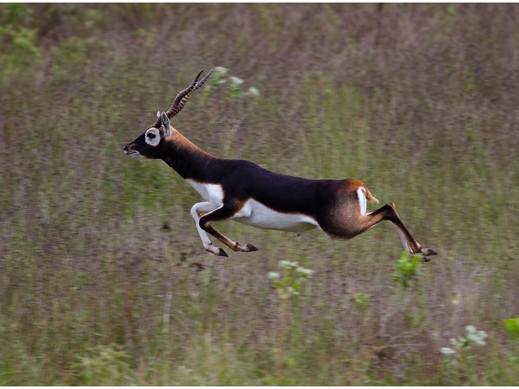 Blackbuck Antelope Running in the Texas Hill Country