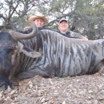 Blue Wildebeest Hunts in Texas