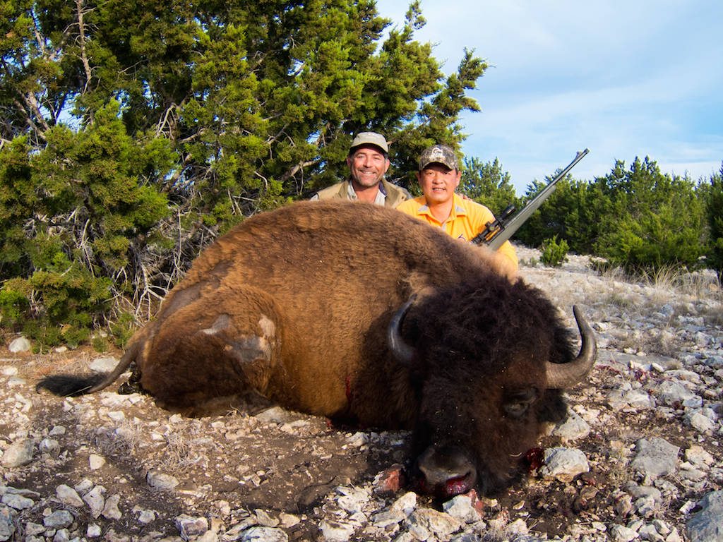 Buffalo Hunts in Texas • Bison Shonto Ranch