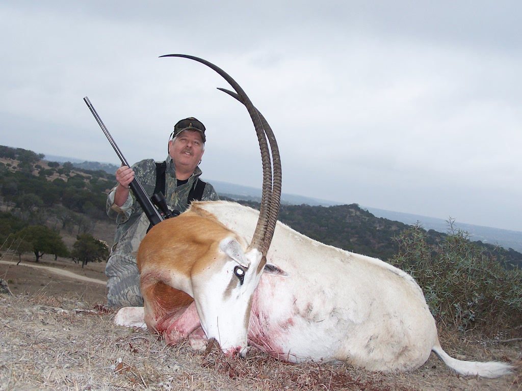Scimitar-Horned Oryx Hunts in Texas