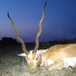 Tan colored 25 inch Blackbuck Antelope Hunt in Texas