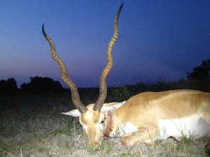 Tan colored 25 inch Blackbuck Antelope Hunt in Texas