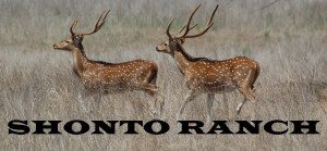 Two Blackbuck Antelope at Shonto Ranch