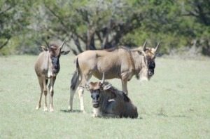 Future Trophy Wildebeest Hunts