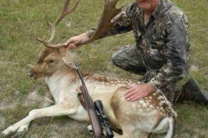 Fallow Deer Hunts in Texas at Shonto Ranch