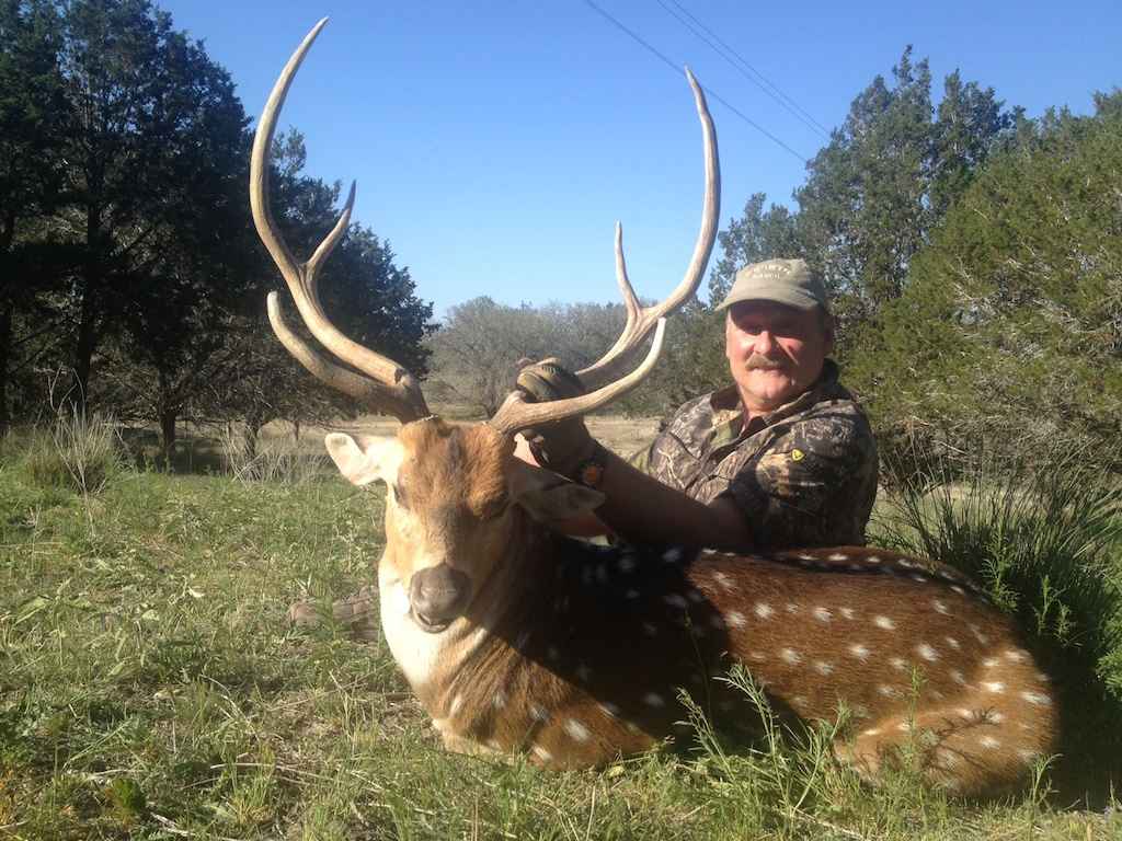 2014 Trophy Axis Buck at Shonto Ranch in Kerrville, TX.