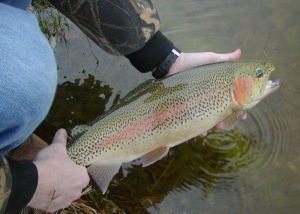 Rainbow Trout Fishing at Shonto Ranch