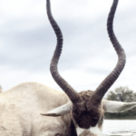 Addax Bull Hunts