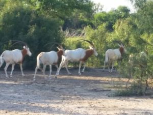 Big herd of 40 inch plus Scimitar Bulls