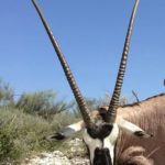 Gemsbok Oryx Hunts