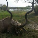 Kudu Bull Hunts