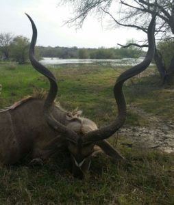 Kudu Bull