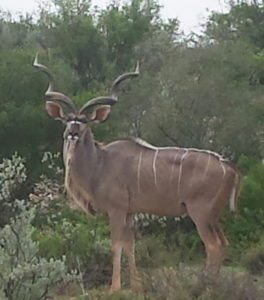 Kudu Bull in pristine South Texas Bush