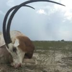 Scimitar Bull Hunts